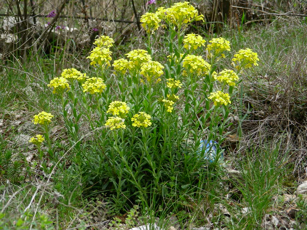 Alyssoides utriculata / Vesicaria maggiore